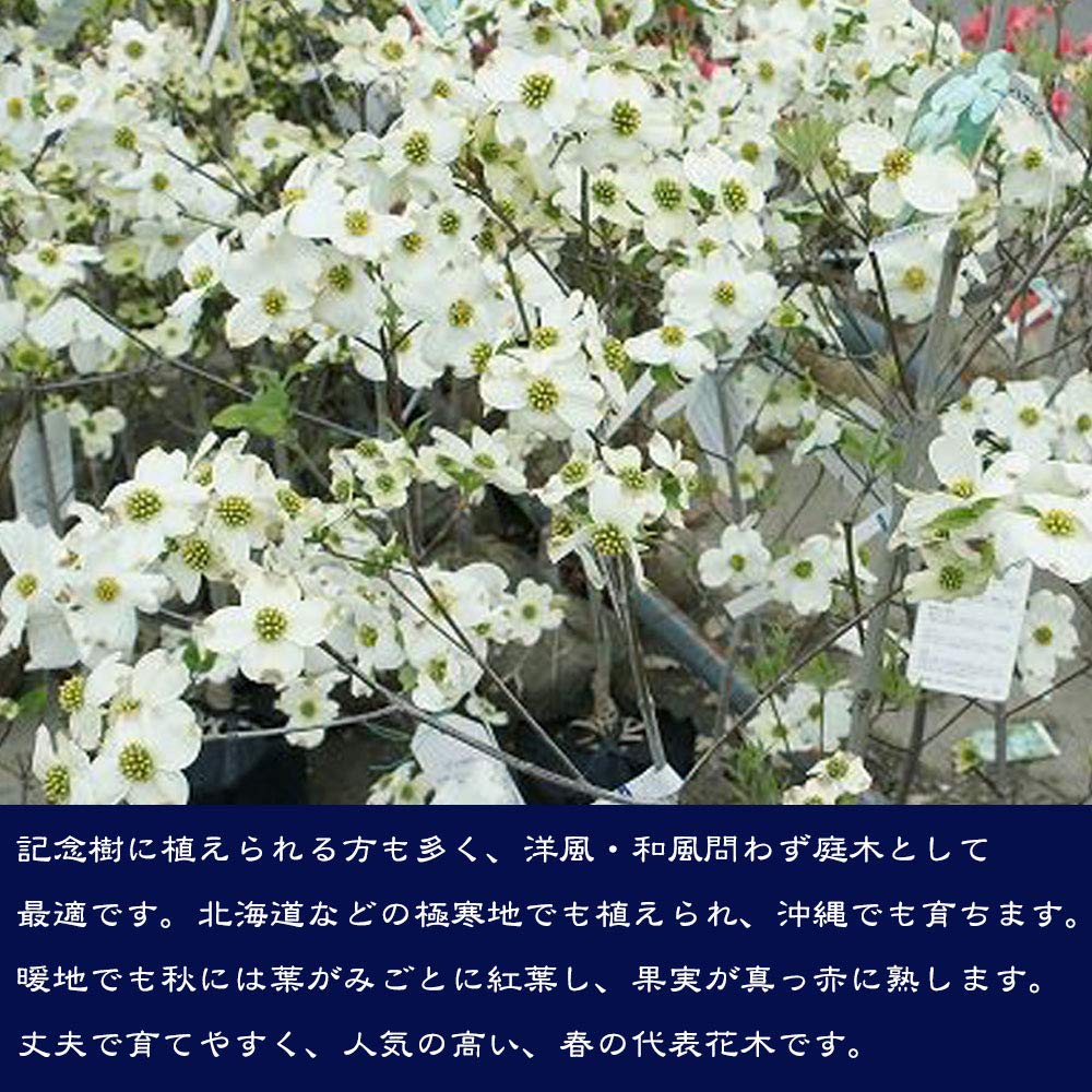 Amazon | ハナミズキ 苗木 クラウドナイン 白花 接木ポット苗 Amazon | ハナミズキ 苗木 クラウドナイン 白花 接木ポット苗